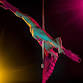 Aerial Arts Photoshoot @ Butterfly Studio event image