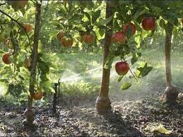 A video that shows modern ways to irrigate peach, apple and plum trees. Irrigation General Irrigation Youtube