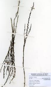 Image result for Striga passargei