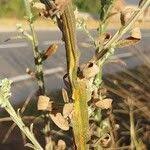 Image result for Neojeffreya