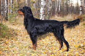 Maybe you would like to learn more about one of these? Gordon Setter