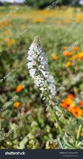 Image result for Resedaceae