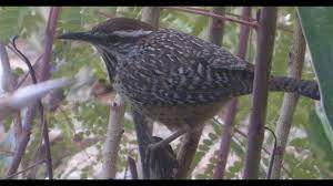 Cactus wrens reside in texas from the lower rio grande valley to the hill country, lower panhandle, and throughout west texas. The Sounds Of Three Cactus Wren Youtube