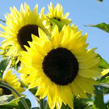 Growing Sunflowers How To Plant Grow And Take Care Of Sunflowers Growing Sunflowers Beautiful Flowers Types Of Sunflowers