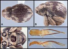Description:blue ridge pest & termite control serves western nc as well as the nc & sc coastal regions. A Revision Of The Genus Eurhoptus Leconte 1876 Curculionidae Cryptorhynchinae Of America North Of Mexico