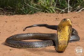 Forest Cobra Naja Melanoleuca A Large Cobra Usually Associated With Closed Canopy Coastal Forest In Northern Kwazulunatal An Active And Alert Snake That Cl