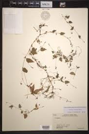 Image result for Persicaria madagascariensis