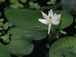 Image result for Heteranthera