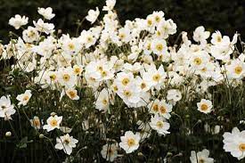 Maybe you would like to learn more about one of these? Shade Planting Rhs Gardening Shade Garden Plants Shade Plants Shade Tolerant Plants