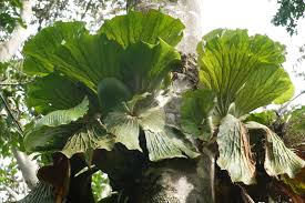 Image result for Polypodiaceae