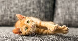 Although you can take it off after a few days, it is advisable to leave it on for a few weeks. How To Keep Cats From Scratching Furniture Bechewy