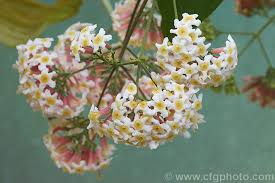 Image result for Rogiera amoena