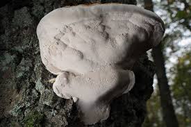 Check spelling or type a new query. Explained à¤• à¤¯ à¤¹ à¤µ à¤‡à¤Ÿ à¤« à¤—à¤¸ à¤œ à¤¸ à¤¬ à¤² à¤• à¤« à¤—à¤¸ à¤¸ à¤­ à¤–à¤¤à¤°à¤¨ à¤• à¤® à¤¨ à¤œ à¤°à¤¹ à¤¹ What Is White Fungus Infection Amid Coronavirus And Black Fungus News18 Hindi