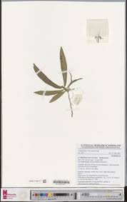 Image result for Rhipidoglossum bilobatum