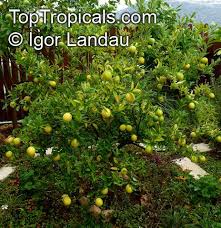 Image result for Citrus × aurantiifolia