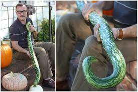 480 x 640 jpeg 47 кб. How To Snake Gourd Rainstick 17 Apart