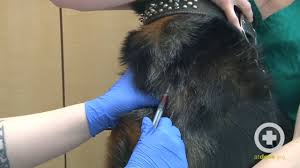 Maybe you would like to learn more about one of these? How To Do A Canine Jugular Venipuncture Youtube