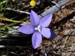 Image result for Wahlenbergia capitata