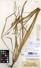 Image result for Carex chlorosaccus