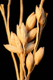 Image result for Panicum repens