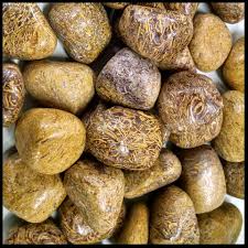 Coquina Jasper Tumbled Stone Individual The Gem Shop Inc