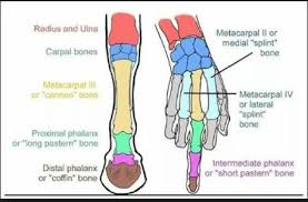 Terms in this set (9). Are A Horse S Legs Really Just Fingers Below The Knee Quora