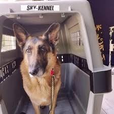 Pet delivery service near me. Pet Delivery Service World Wide Home Facebook
