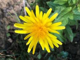 Image result for Crepis