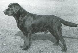 Pedigree Database Labrador Retriever Ballyduff Spruce Labrador Retriever Labrador Retriever