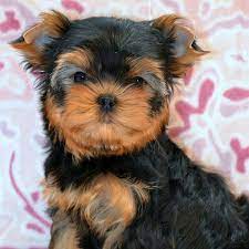 Parti Yorkie For Sale Georgia Yorkie Puppy For Sale Yorkie Puppies For Adoption Yorkie Puppy