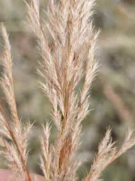 Image result for Triraphis schinzii