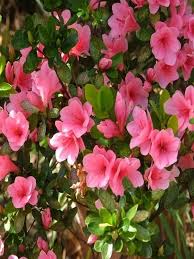 You may also be interested in. Oderings Garden Centres Shrub Azalea Gumpo Pink 1 5l