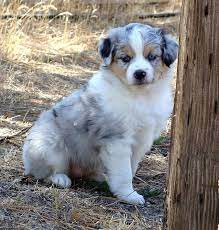 Stay updated about australian shepherd merle puppies for sale. Australian Shepherd Puppies For Sale California Petfinder