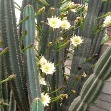 And the plant can also be found queen of the nights typically have large white coloured flowers that are usually 12 to 17 centimetres (5 to 7 inches) in diameter, that bloom in summer. Pin On Invasive Alien Plants You Don T Want These