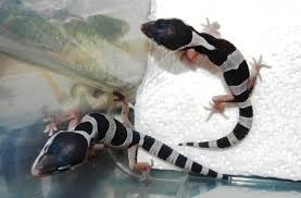 Learn about its care, food, and environment needs. How To Breed Leopard Geckos Our Reptile Forum