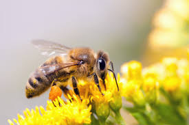 I do not realize who you're but definitely you are going to a. Plants And Pollinators