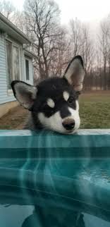 Check spelling or type a new query. Alaskan Malamute Puppies For Sale Imlay City Mi 318988