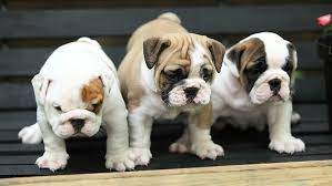 We are a state licensed and inspected facility. English Bulldog Puppies For Sale Dog Breeder In Snellville Georgia