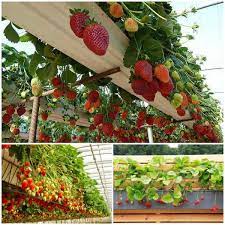 Learn how to make a vertical strawberry planter with just a few affordable supplies. Wonderful Diy Rain Gutter Strawberry Planter