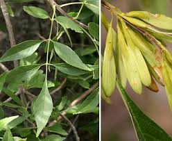 Image result for Fraxinus velutina