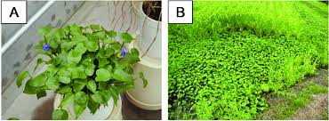 Image result for Monochoria