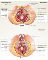 These lectures discuss the anatomy of the male and female pelvis and perineum. 11 6 Axial Muscles Are Muscles Of The Head And Neck Vertebral Column Trunk And Pelvic Floor Head Muscles Head And Neck Pelvic Floor