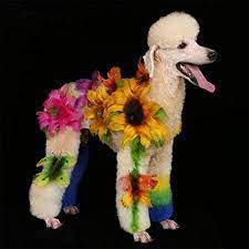 Dog hair dye is a great way to help your pup look fantastic, but many people have questions about these products for example, you could celebrate your pupper's birthday by adding a splash of pink to her fur, or help. Opawz Dog Hair Dye Gel Bright Fun Shade Semi Permanent Completely Non Toxic Safe Pink Amazon Sg Pet Supplies