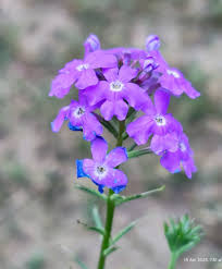 Image result for Verbena aristigera