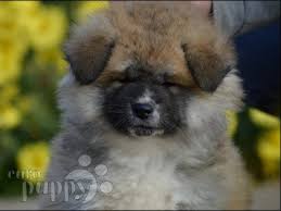 Next day pets provides the safest marketplace for finding purebred puppies from reputable dog breeders. Celine Akita Inu Puppy For Sale Euro Puppy