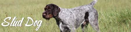 German wirehaired pointer puppy for sale in west plains, mo, usa. German Wirehaired Pointer Reece Kennels