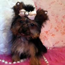 Teacup yorkie is a smaller version of its parent yorkshire terrier. Yorkies For Sale Adopt Teacup Yorkie Pup Kiera