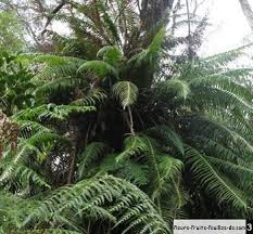 Image result for Blechnum attenuatum