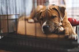 Proven tips from dog experts that has worked for more than 875,000 dog owners worldwide. How To Train A Puppy Not To Cry In The Crate At Night Canine Weekly