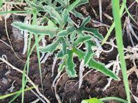 Image result for Cucumis ficifolius